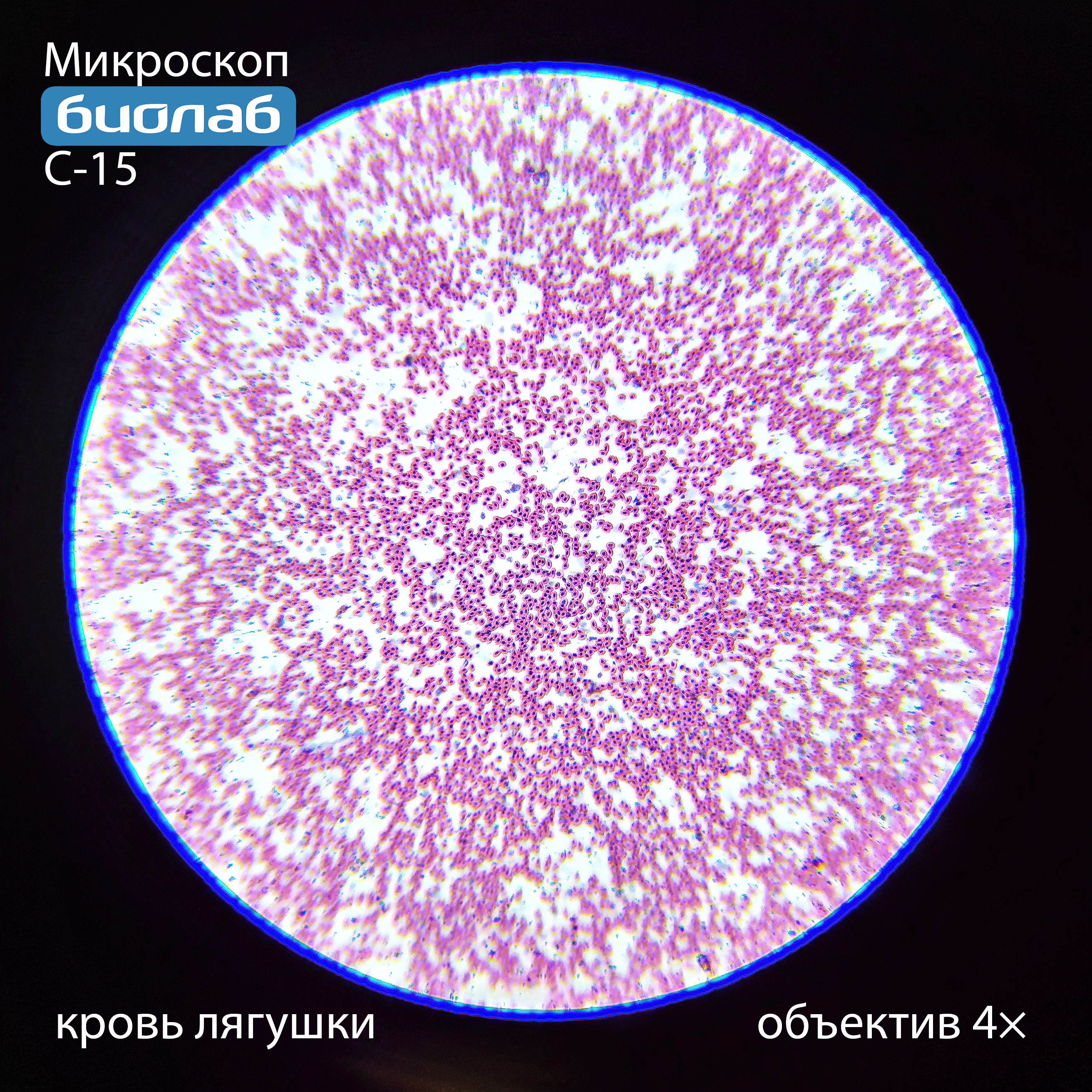 кровь лягушки 4×