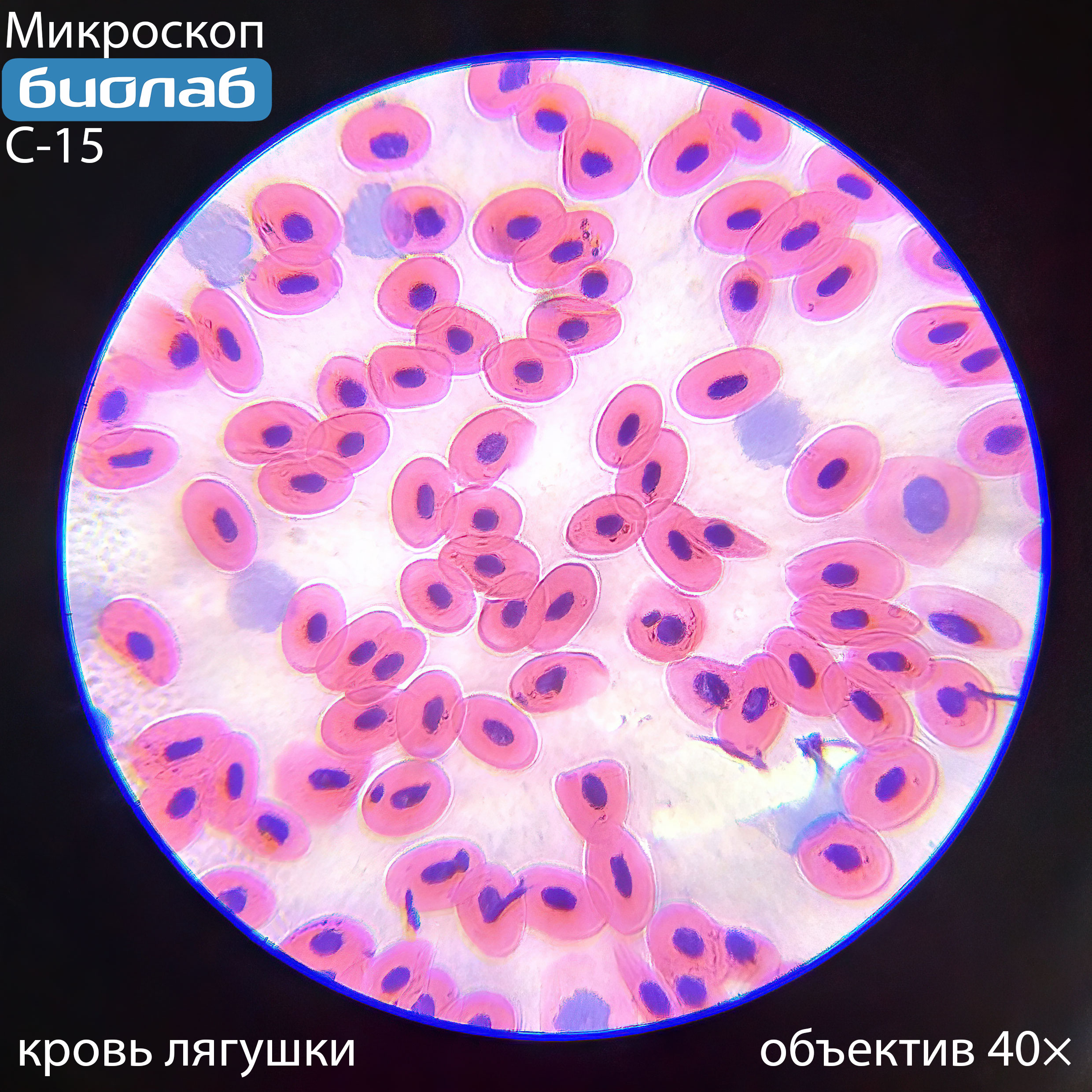 кровь лягушки 40×