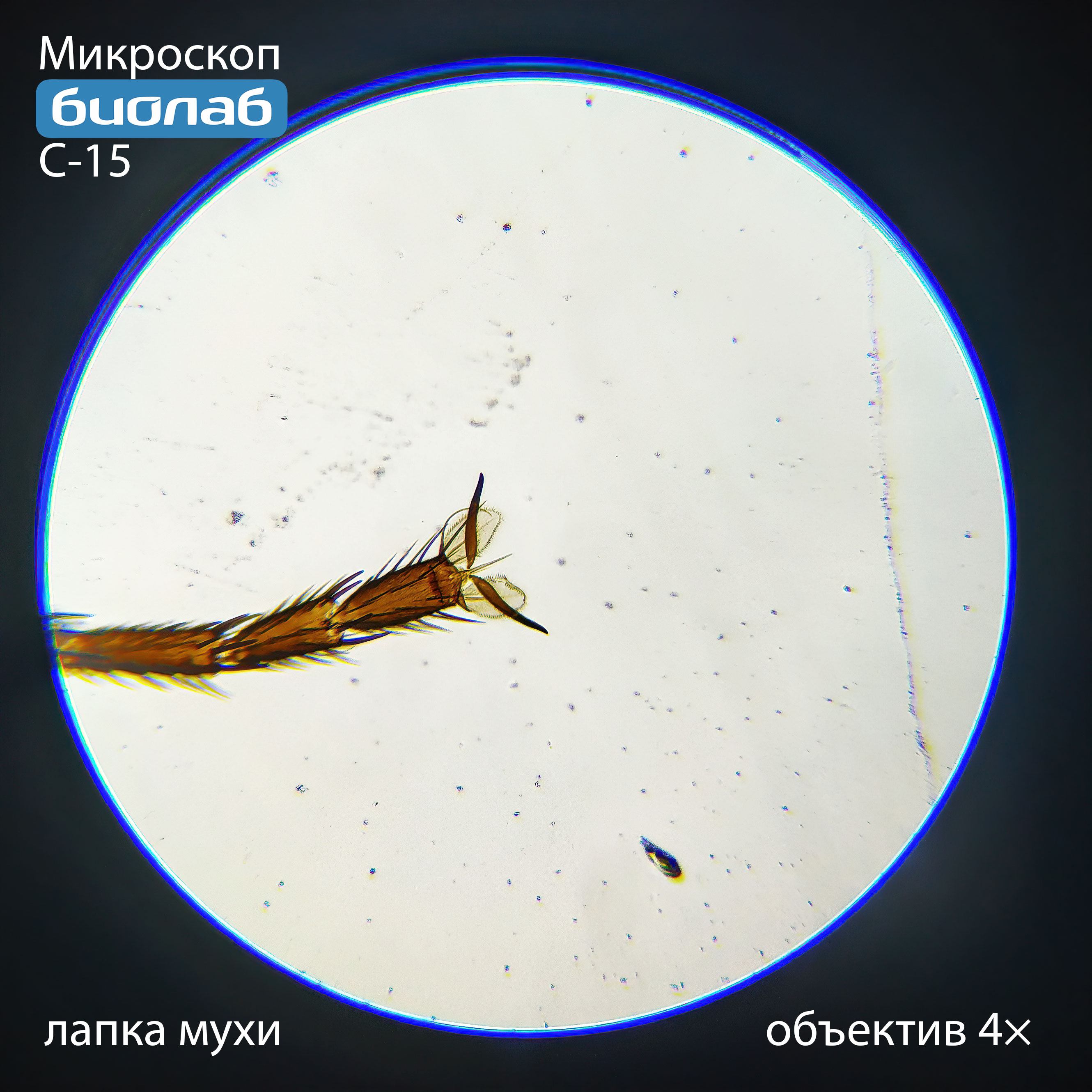 лапка мухи 4×